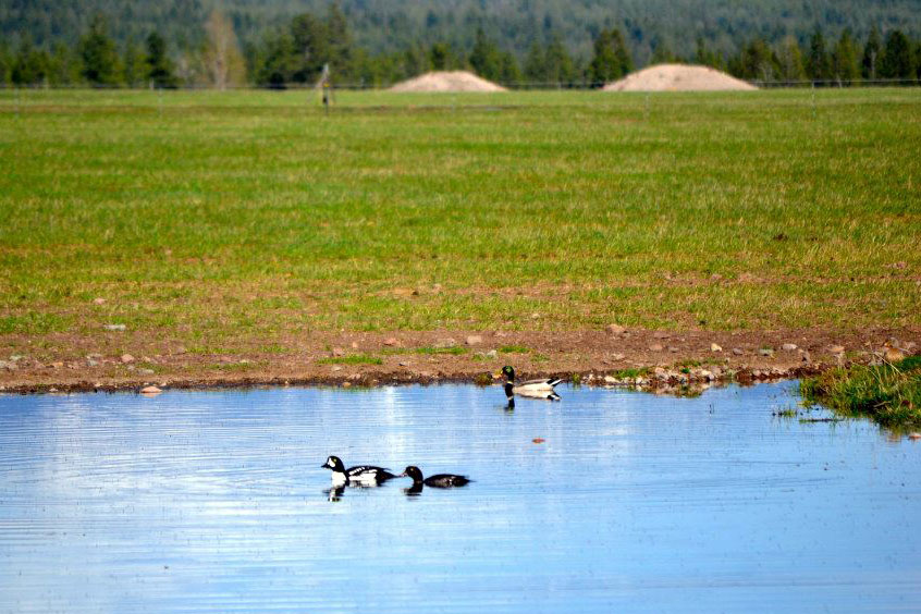 Ducks fishing in the Ranch ponds