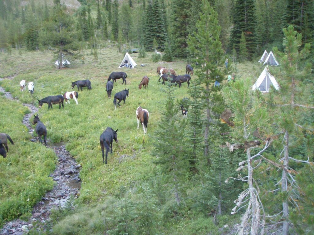 In the evening after camp is set horses and mules graze near the tents while guests relax and enjoy the beauty of the Rocky Mountains of Montana