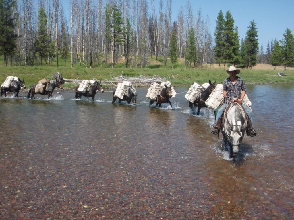 Our experienced guides lead strings of matched black mules loaded with gear for the backcountry camping trips