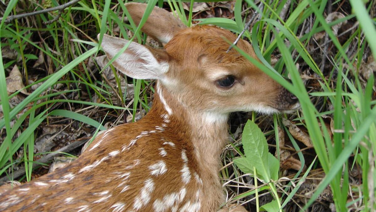 Newborn fawn hiding in the grass