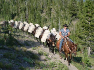 Wilderness pack trip guide leads a string of mules